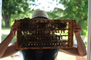 Cadre/production de cellules royales pour la reproduction des reines abeilles. 